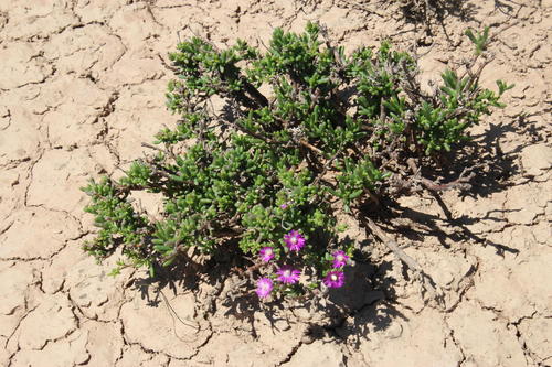 Delosperma peersii (Delosperma peersii)