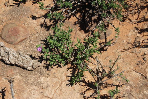 Delosperma peersii (Delosperma peersii)