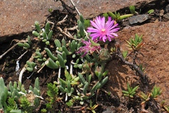 Delosperma pilosulum (Delosperma pilosulum)