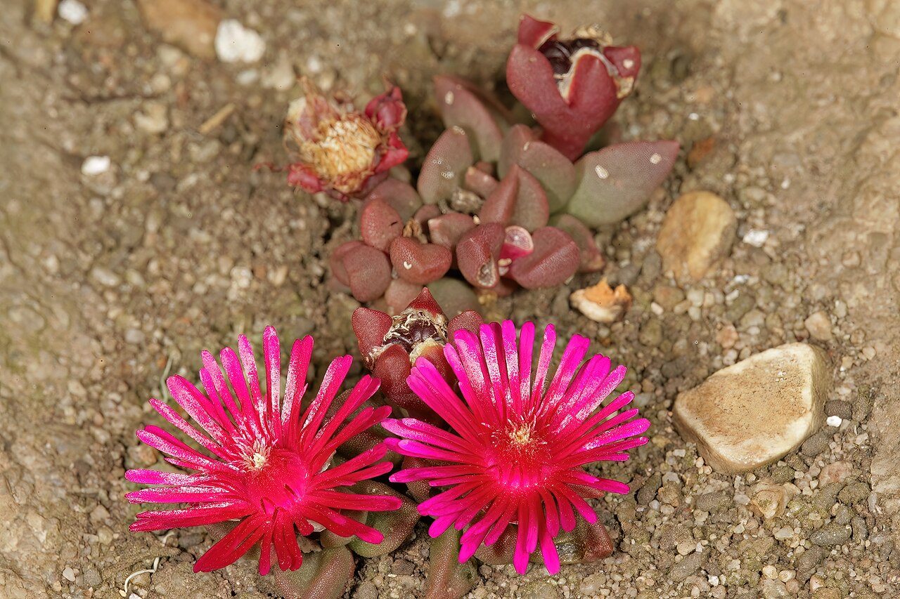 Delosperma repens: Delosperma repens , plant in flower; in shallow soil on sandstone, Mnyameni River, above Nxa Xas Falls, Pondoland, Eastern Cape, South Africa