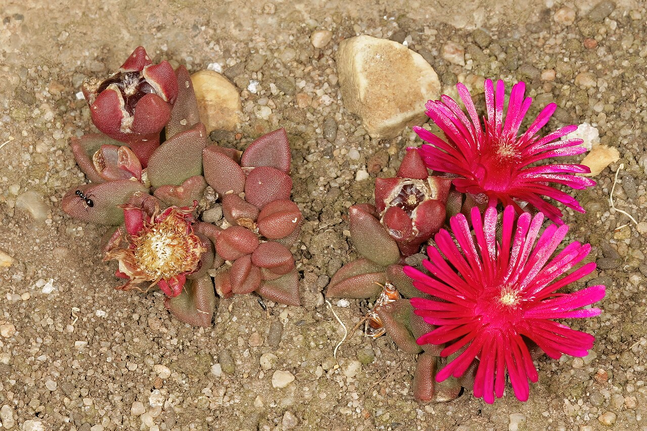 Delosperma repens: Delosperma repens , plant in flower; in shallow soil on sandstone, Mnyameni River, above Nxa Xas Falls, Pondoland, Eastern Cape, South Africa