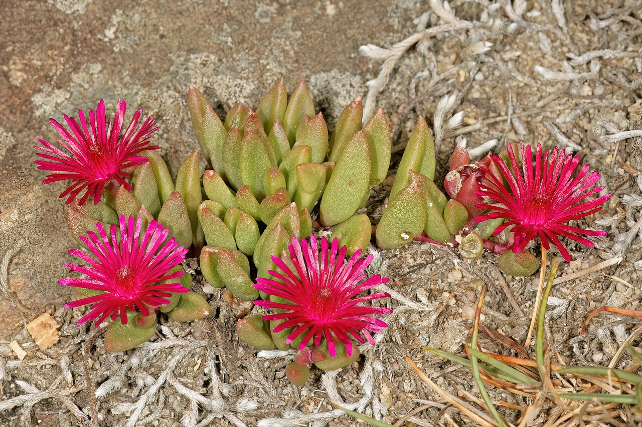 Delosperma repens: Delosperma repens , plant in flower; in shallow soil on sandstone, Mnyameni River, above Nxa Xas Falls, Pondoland, Eastern Cape, South Africa