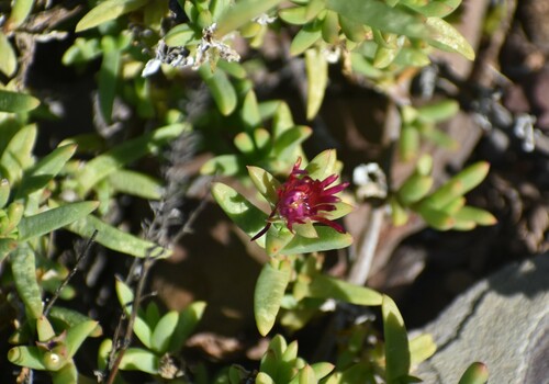 Delosperma robustum (Delosperma robustum)