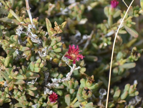 Delosperma robustum (Delosperma robustum)
