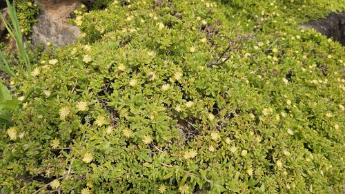Delosperma rogersii (Delosperma rogersii)
