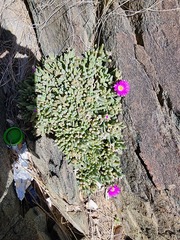 Delosperma sawdahense (Delosperma sawdahense)