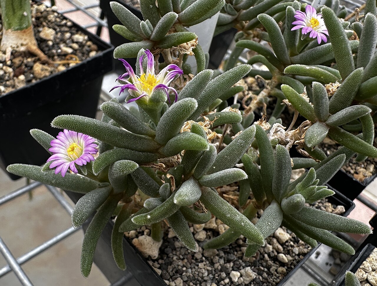 Delosperma sawdahense: Delosperma sawdahense im Botanischen Garten Meise, Belgien