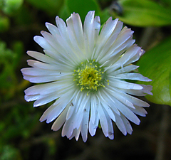 Delosperma saxicola (Delosperma saxicola)