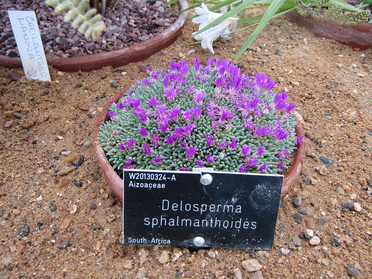 Delosperma sphalmanthoides: Our first visit to Wisley this year ... the Spring Fair is on this weekend. Delosperma is a genus of around 100 species of succulent plants in the family Aizoac