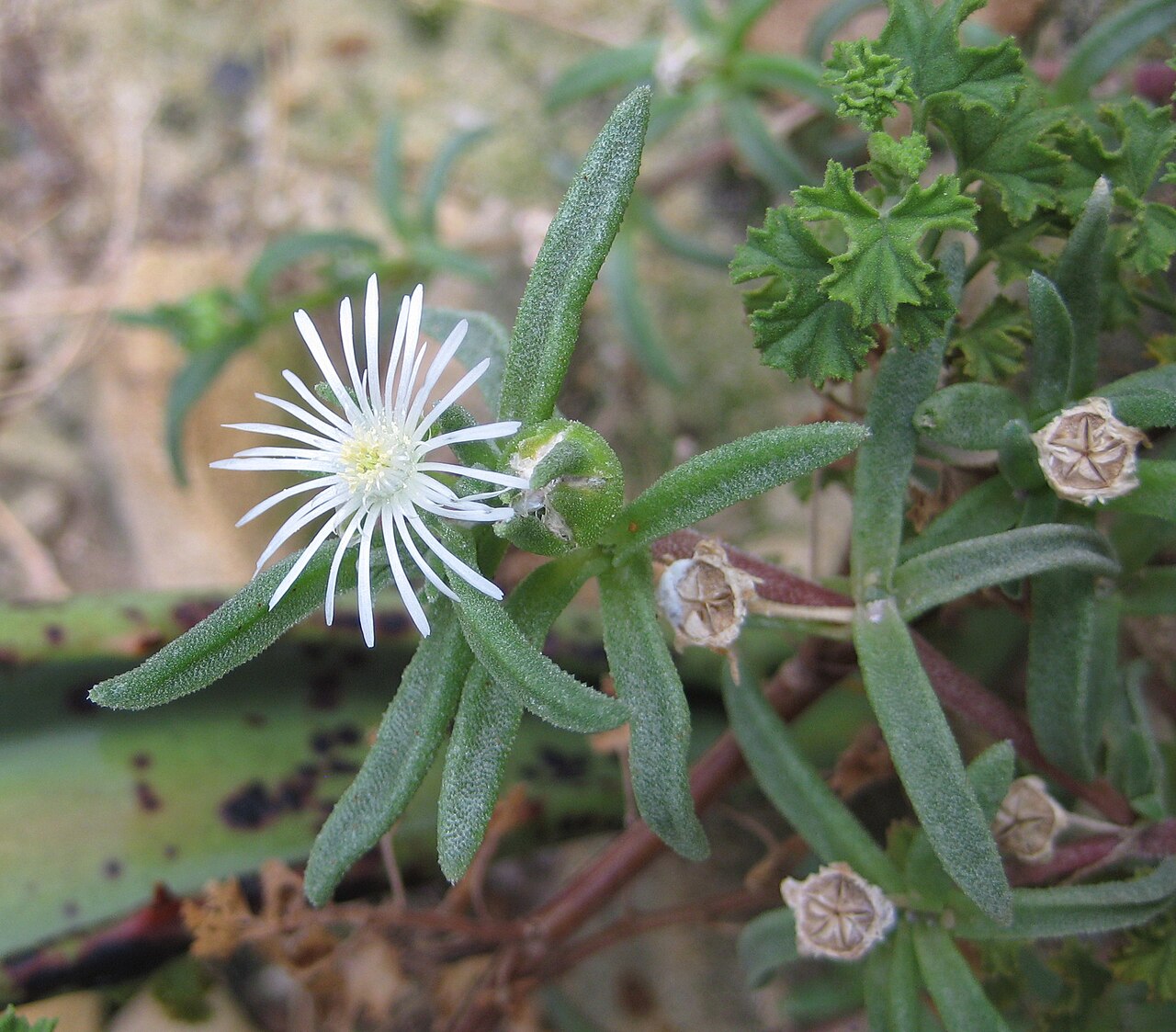 Delosperma steytlerae: Delosperma steytlerae im Botanischen Garten Dresden