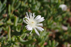 Karoo sheepfig (Delosperma subincanum)