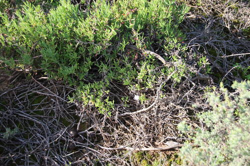 Karoo sheepfig (Delosperma subincanum)