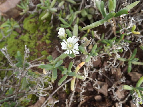 Karoo sheepfig (Delosperma subincanum)