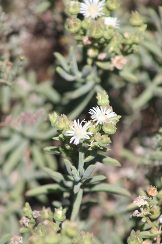 Karoo sheepfig (Delosperma subincanum)