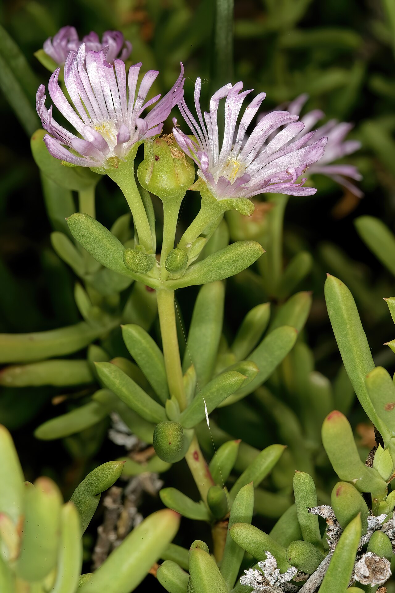 Karoo sheepfig: Delosperma subincanum , flowers (starting to fade, hence the more pinkish colour); in karroid vegetation, Gootkom Natural Heritage Site, Oudtshoorn, Klein Karoo