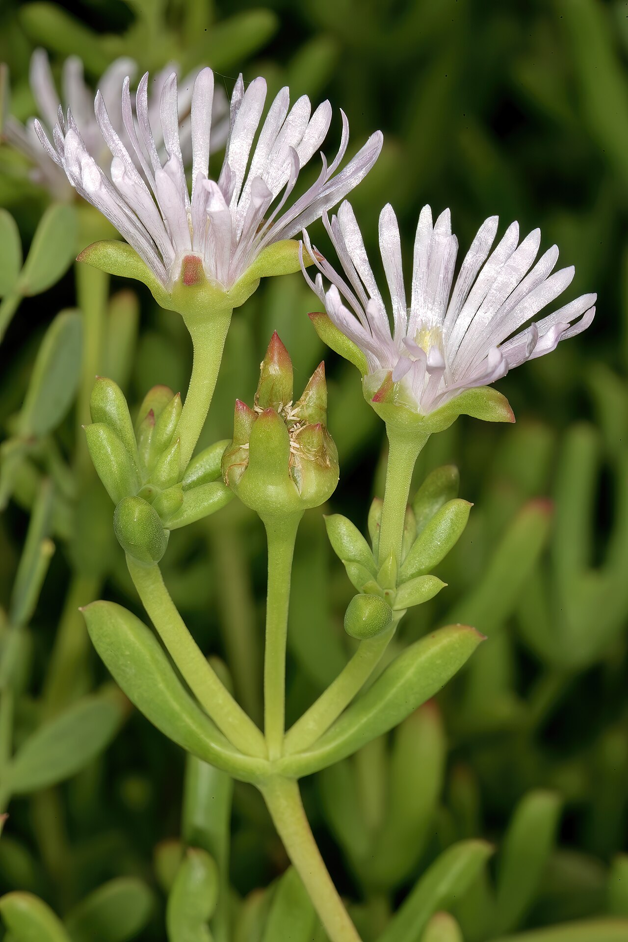 Karoo sheepfig: Delosperma subincanum , flowers; in karroid vegetation, Gootkom Natural Heritage Site, Oudtshoorn, Klein Karoo, Western Cape, South Africa