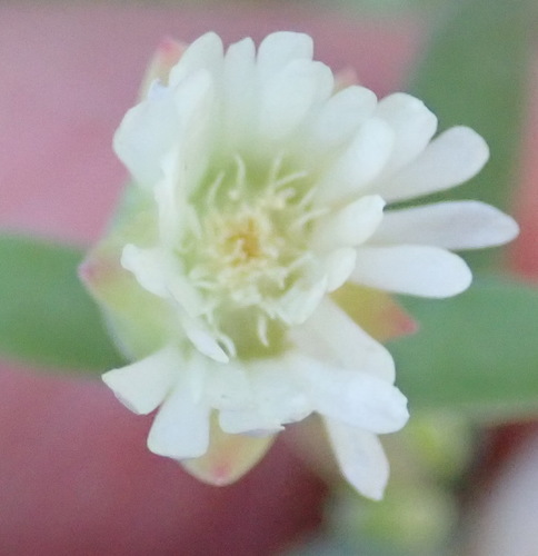 Karoo sheepfig (Delosperma subincanum)