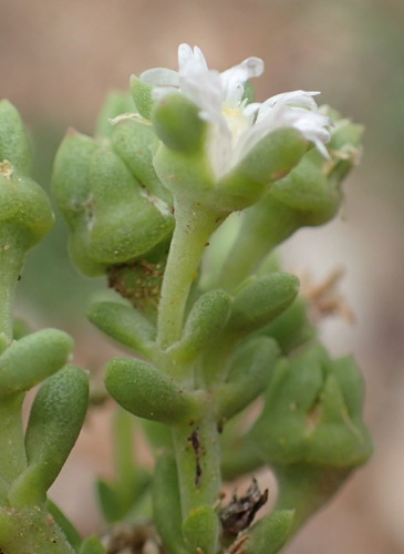 Karoo sheepfig (Delosperma subincanum)