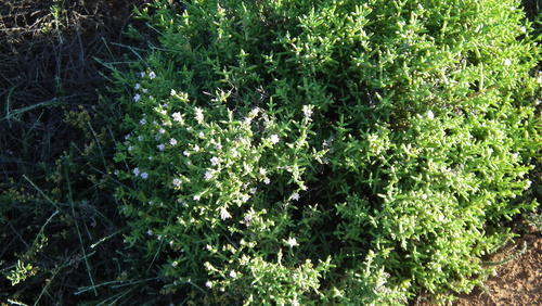 Karoo sheepfig (Delosperma subincanum)