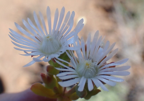 Karoo sheepfig (Delosperma subincanum)