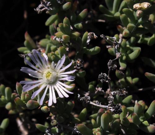 Karoo sheepfig (Delosperma subincanum)