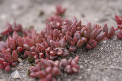 Delosperma subpetiolatum (Delosperma subpetiolatum)