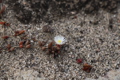Delosperma subpetiolatum (Delosperma subpetiolatum)