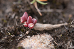 Delosperma subpetiolatum (Delosperma subpetiolatum)