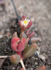 Delosperma subpetiolatum (Delosperma subpetiolatum)