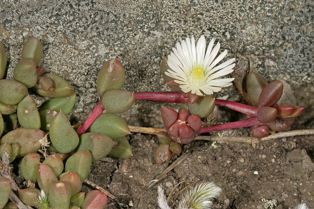 Delosperma subpetiolatum: Delosperma subpetiolatum , plant in flower; on sandstone outcrop in grassland, Umtamvuna Nature Reserve, Port Edward, KwaZulu-Natal, South Africa
