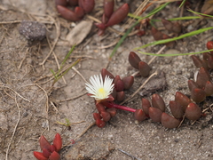 Delosperma subpetiolatum (Delosperma subpetiolatum)