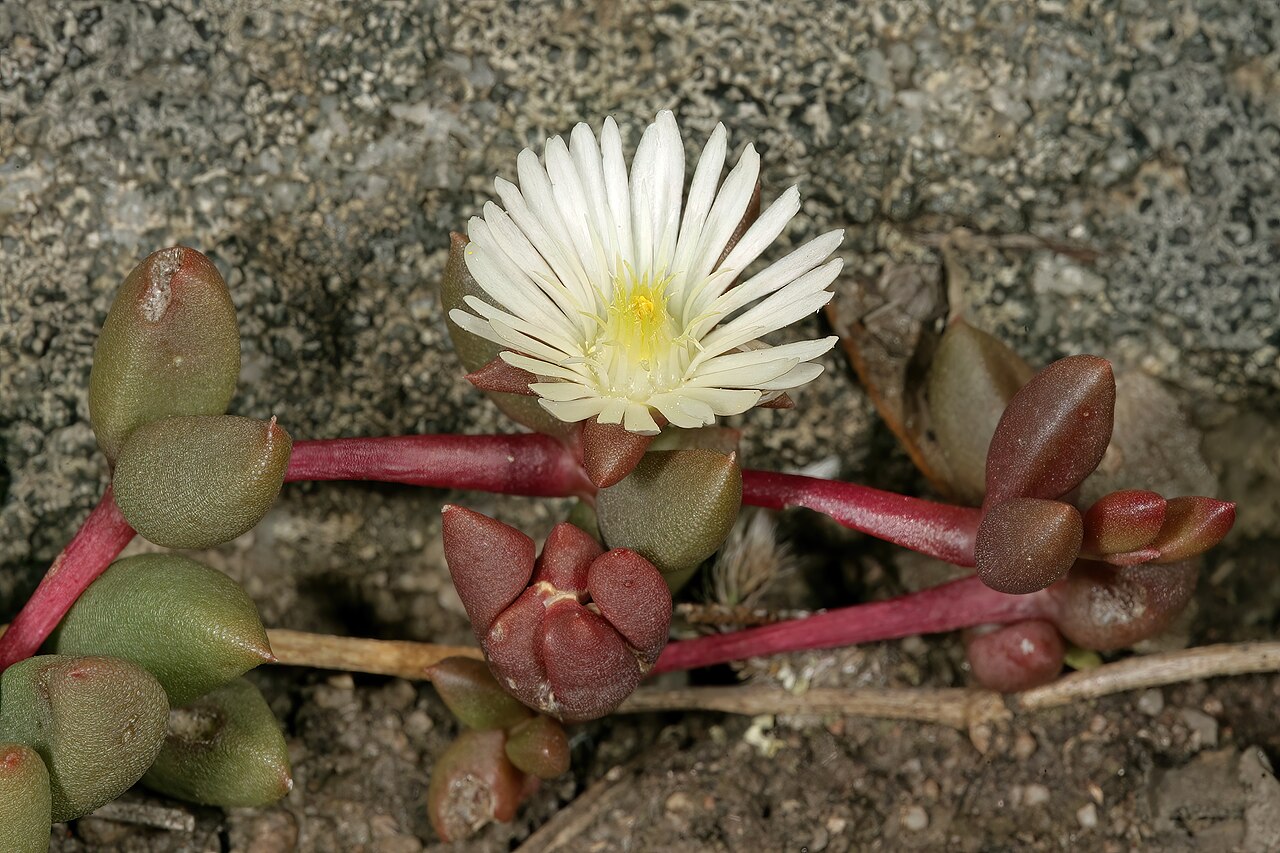 Delosperma subpetiolatum: Delosperma subpetiolatum , plant in flower; on sandstone outcrop in grassland, Umtamvuna Nature Reserve, Port Edward, KwaZulu-Natal, South Africa