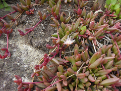Delosperma subpetiolatum (Delosperma subpetiolatum)