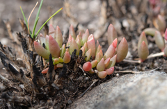 Delosperma subpetiolatum (Delosperma subpetiolatum)