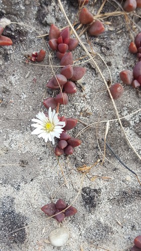 Delosperma subpetiolatum (Delosperma subpetiolatum)