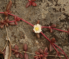 Delosperma subpetiolatum (Delosperma subpetiolatum)