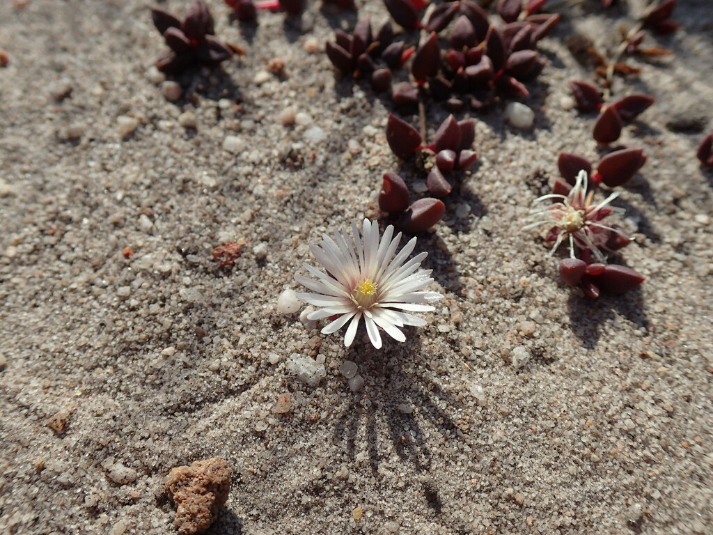 Delosperma subpetiolatum (Delosperma subpetiolatum)