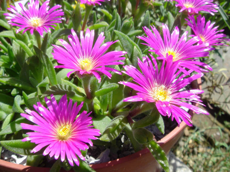 Delosperma sutherlandii: Delosperma sutherlandii