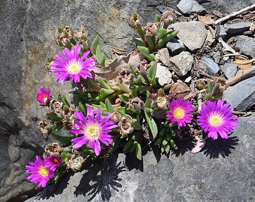 Delosperma sutherlandii: Delosperma sutherlandii in Dunedin Botanic Garden, Dunedin, New Zealand