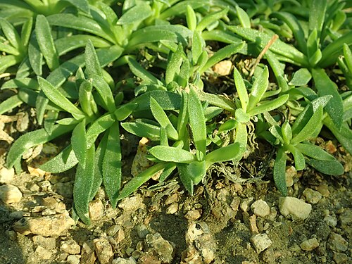 Delosperma sutherlandii: Delosperma sutherlandii , botanical garden in Berlin.