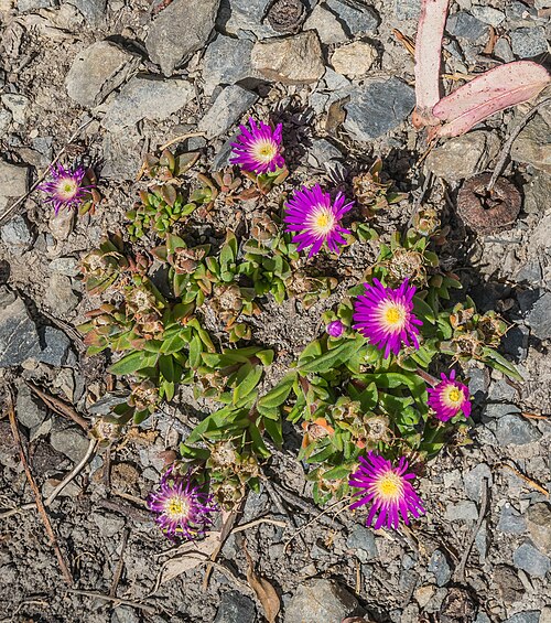 Delosperma sutherlandii: Delosperma sutherlandii in Dunedin Botanic Garden, Dunedin, New Zealand