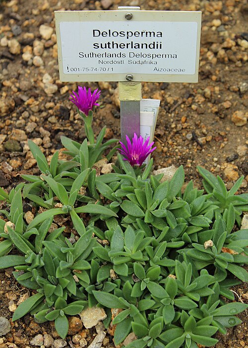 Delosperma sutherlandii: Berlin-Dahlem, botanical garden, Delosperma sutherlandii