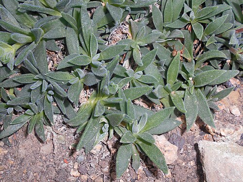 Delosperma sutherlandii: Delosperma sutherlandii , Botanischer Garten Berlin.