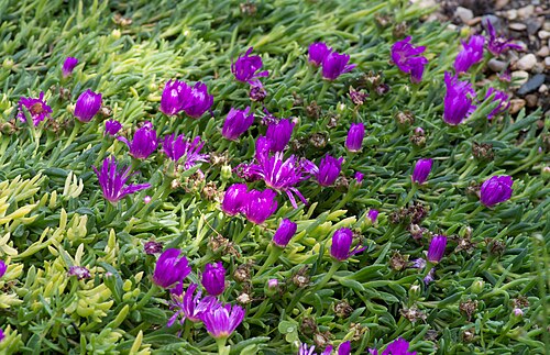 Delosperma sutherlandii: Delosperma sutherlandii - Sutherland ice plant - Jardin des Plantes de Paris