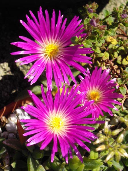 Delosperma sutherlandii: Delosperma sutherlandii