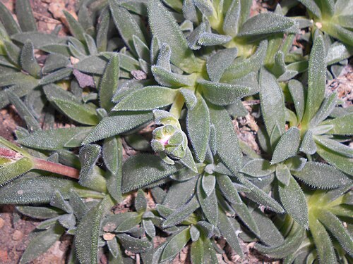 Delosperma sutherlandii: Delosperma sutherlandii , Botanischer Garten Berlin.