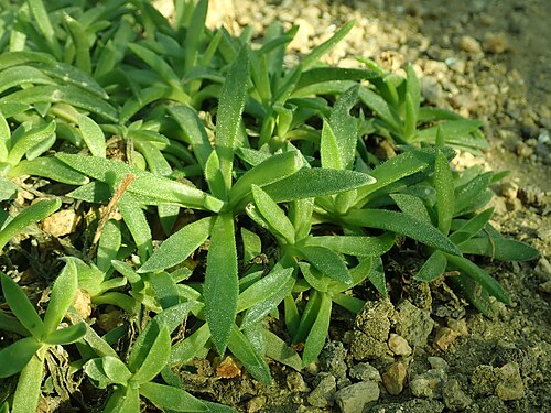 Delosperma sutherlandii: Delosperma sutherlandii , botanical garden in Berlin.