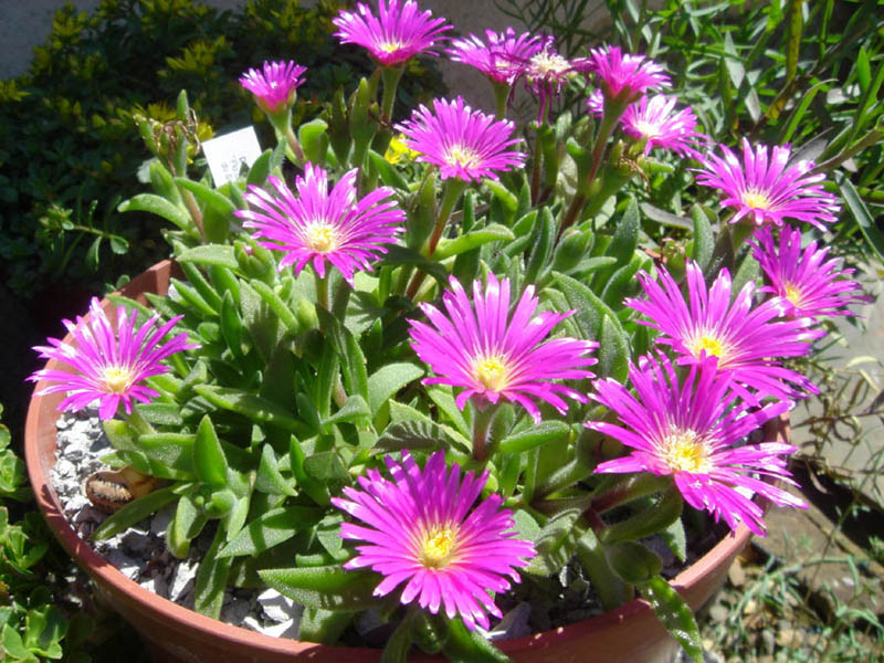 Delosperma sutherlandii: Delosperma sutherlandii