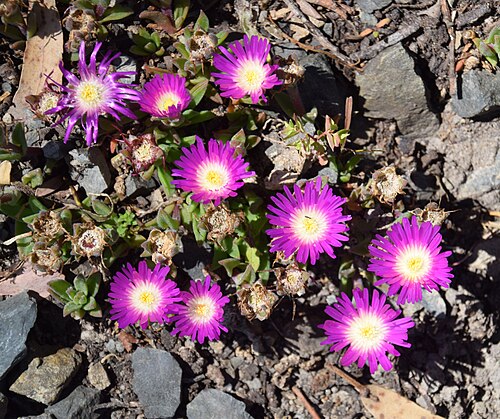 Delosperma sutherlandii: Delosperma sutherlandii in Dunedin Botanic Garden, Dunedin, New Zealand