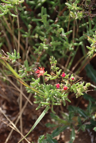 Delosperma testaceum (Delosperma testaceum)
